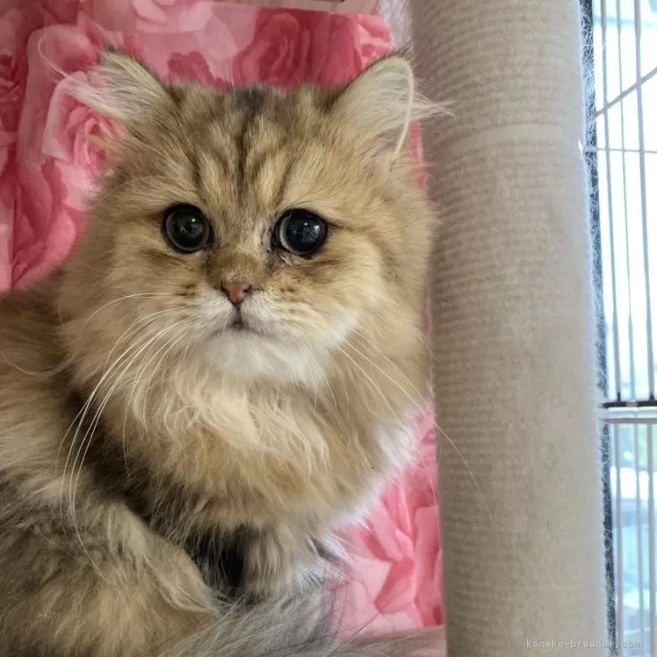 ペルシャ(チンチラ)【福岡県・男の子・2025年1月10日・チンチラゴールデン】の写真1「おとなしい子です」