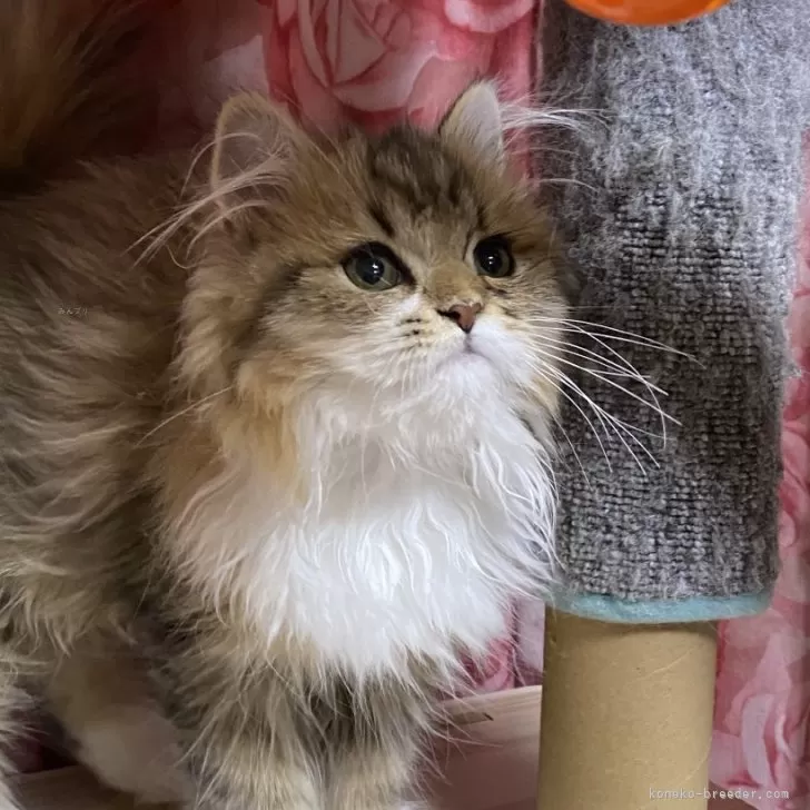ID:2412-02037の子猫