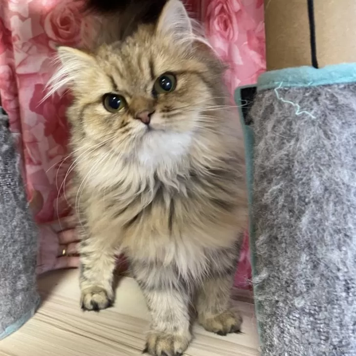 ID：2503-00790の子猫