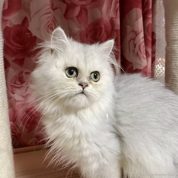 ペルシャ(チンチラ)【福岡県・女の子・2025年3月19日・チンチラシルバー】の写真1「小柄でおとなしい女の子」