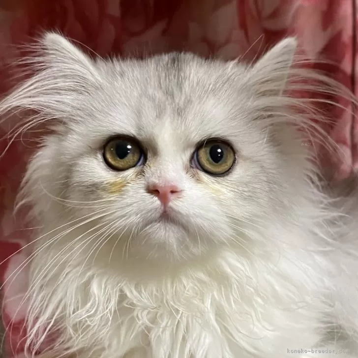 ID：2412-01590の子猫