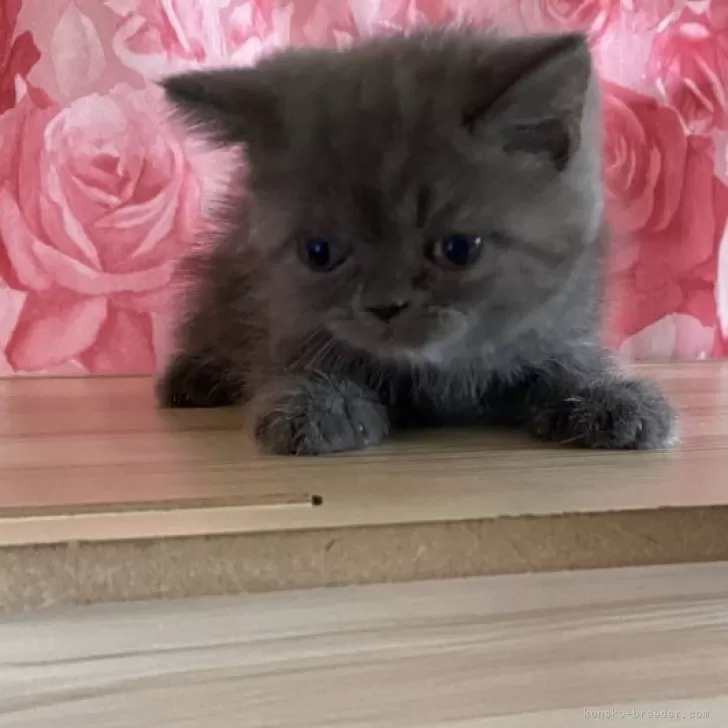 ID：2506-02679の子猫