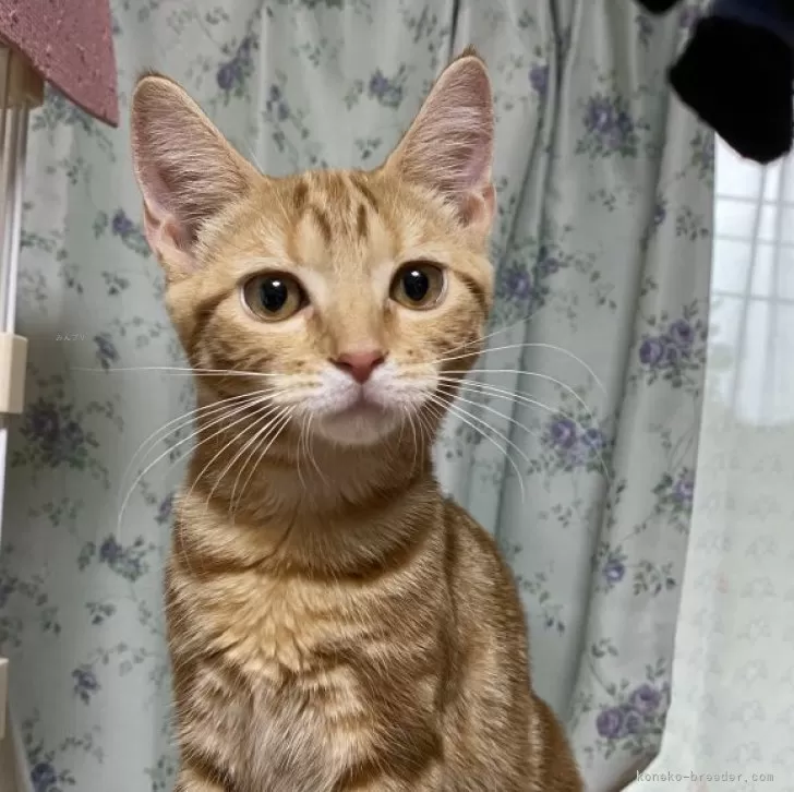 ID：2506-01417の子猫