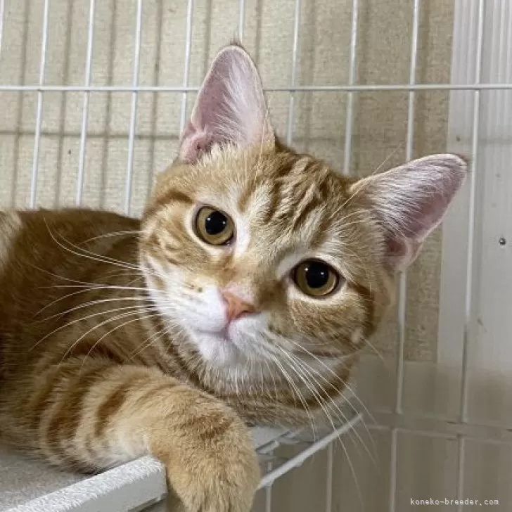 ID：2407-03488の子猫