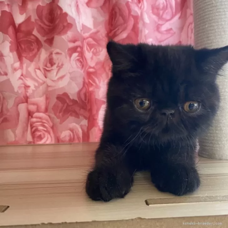 ID:2506-00177の子猫