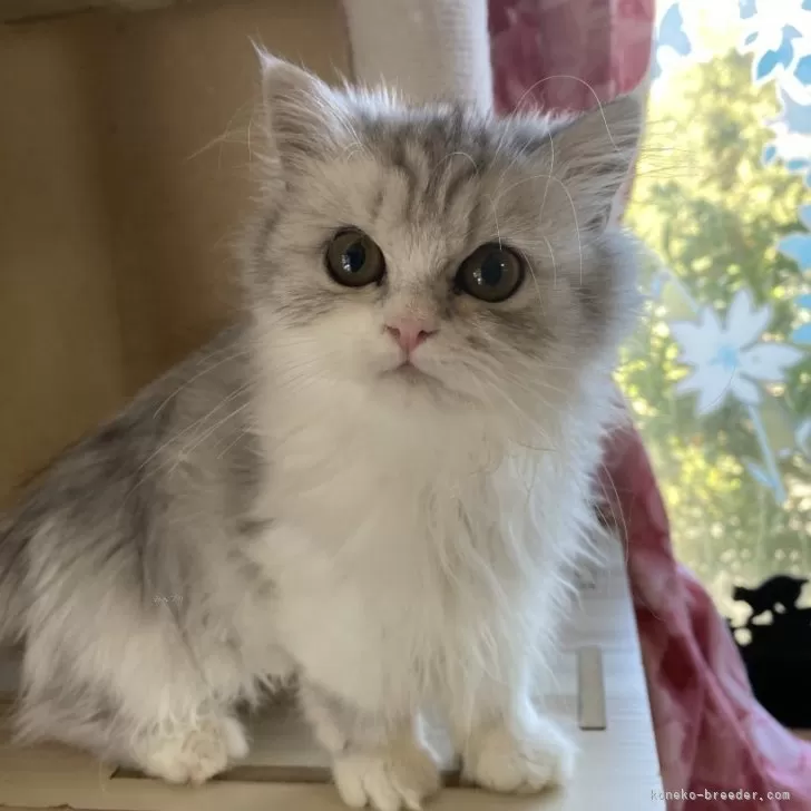 ペルシャ(チンチラ)【福岡県・男の子・2025年5月30日・チンチラシルバー】の写真1「小柄な男の子」