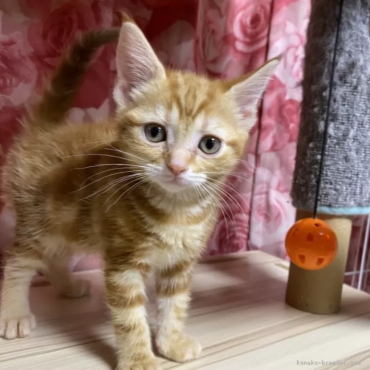 ID：2501-00453の子猫