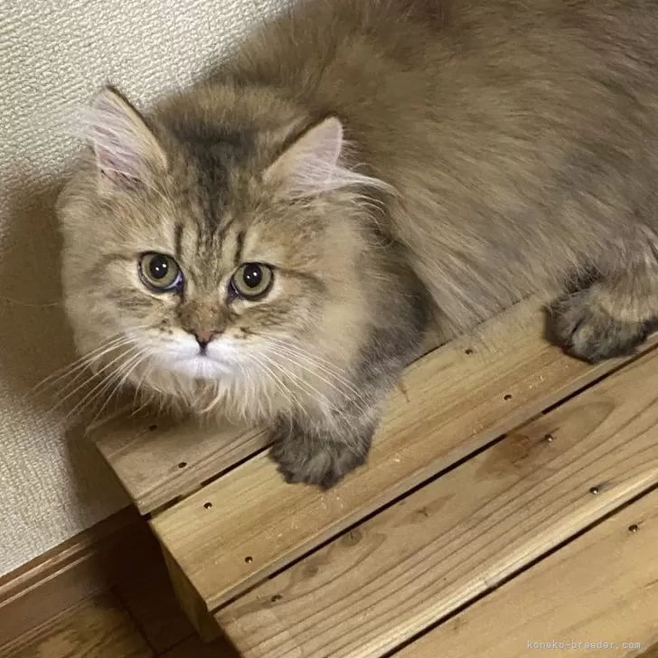 ペルシャ(チンチラ)【福岡県・男の子・2025年4月14日・チンチラゴールデン】の写真1「甘えん坊な男の子」