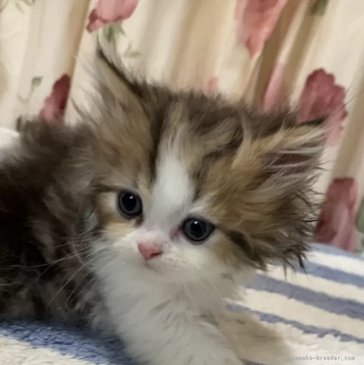 ペルシャ(チンチラ)【福岡県・男の子・2026年1月16日・ブラウンタビー&amp;ホワイト】の写真1