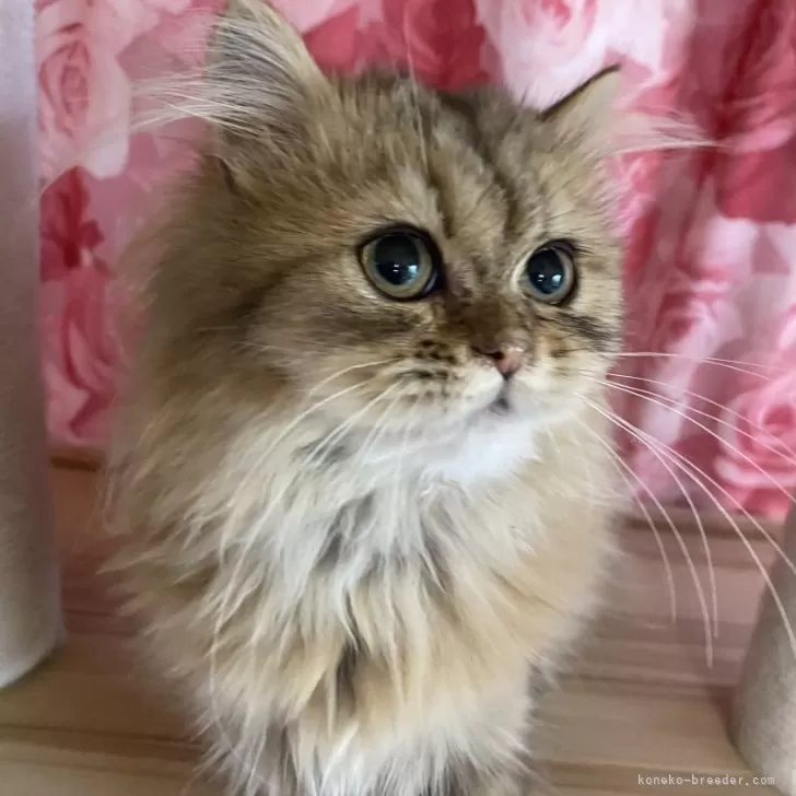 ID：2507-01555の子猫