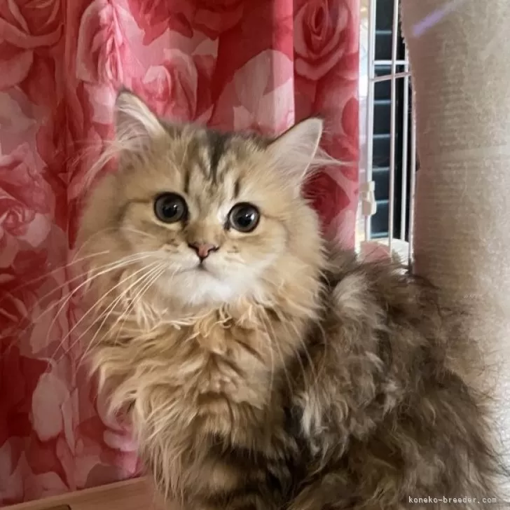 ペルシャ(チンチラ)【福岡県・女の子・2025年4月5日・チンチラゴールデン】の写真1「抱っこ大好きなおとなしい女の子」