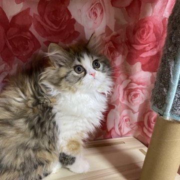ペルシャ(チンチラ)【福岡県・女の子・2024年11月28日・キャリコ】の写真「甘えん坊なかわいい女の子」