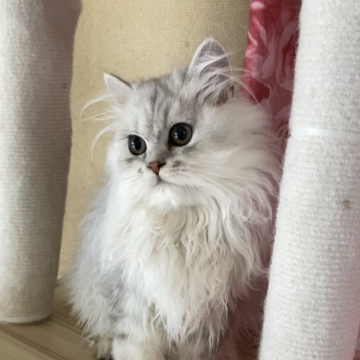 ペルシャ(チンチラ)【福岡県・男の子・2025年7月3日・チンチラシルバー】の写真「小柄な人懐っこい子」