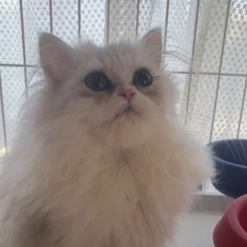 ペルシャ(チンチラ)【福岡県・女の子・2025年7月3日・チンチラシルバー】の写真「小柄な人懐っこい子」