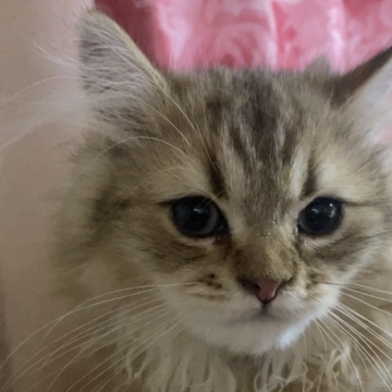 ペルシャ(チンチラ)【福岡県・男の子・2025年8月10日・チンチラゴールデン】の写真「元気な男の子」