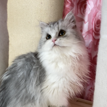 ペルシャ(チンチラ)【福岡県・男の子・2025年5月30日・チンチラシルバー】の写真「小柄な人懐っこい男の子」
