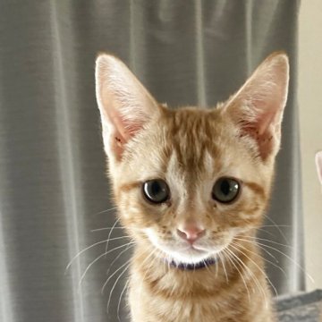 アメリカンショートヘア【福岡県・女の子・2025年2月27日・レッドタビー】の写真「人懐っこい、元気な男の子」