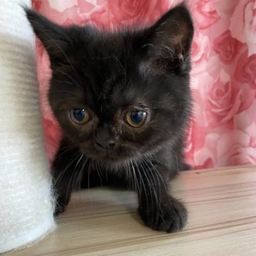 エキゾチックショートヘア【福岡県・男の子・2025年5月29日・ブラック】の写真「まんまるな大きな目の男の子」