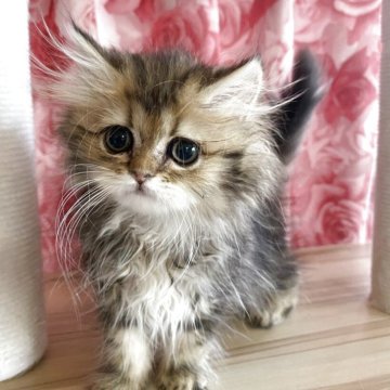 ペルシャ(チンチラ)【福岡県・女の子・2025年4月19日・チンチラゴールデン】の写真「甘えん坊な小柄な女の子」