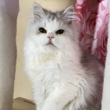 ペルシャ(チンチラ)【福岡県・男の子・2025年4月5日・チンチラシルバー】の写真「おとなしい小柄な人懐っこい子」