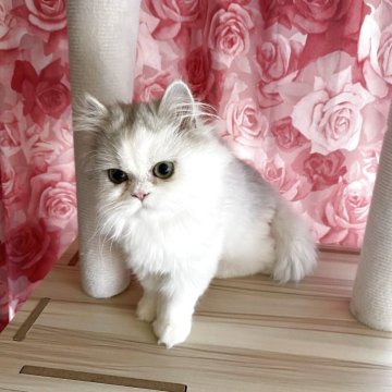 ペルシャ(チンチラ)【福岡県・男の子・2024年7月20日・チンチラシルバー】の写真「小柄なとっても甘えん坊な男の子」