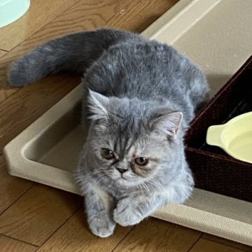 エキゾチックショートヘア【福岡県・女の子・2025年4月28日・ブルータビー&ホワイト】の写真「元気な女の子」