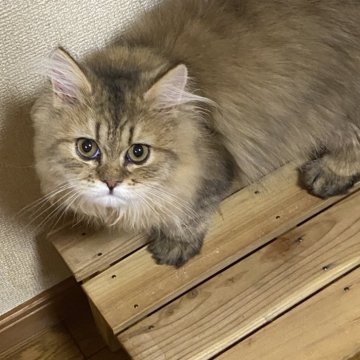 ペルシャ(チンチラ)【福岡県・男の子・2025年4月14日・チンチラゴールデン】の写真「甘えん坊な男の子」