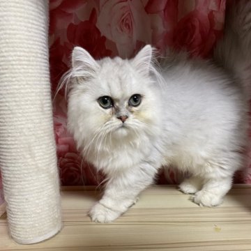 ペルシャ(チンチラ)【福岡県・男の子・2025年3月19日・チンチラシルバー】の写真「小柄なおとなしい男の子」