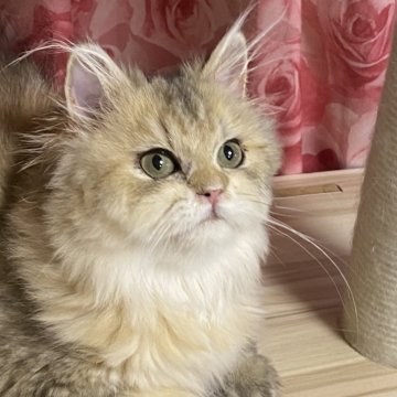 ペルシャ(チンチラ)【福岡県・男の子・2025年4月5日・チンチラゴールデン】の写真「レアな色です　遊び好きな人懐っこい子」