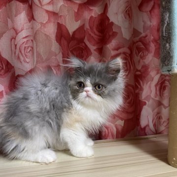 エキゾチックロングヘア【福岡県・女の子・2024年11月26日・ブルークリームアンドホワイト】の写真「かわいい女の子」
