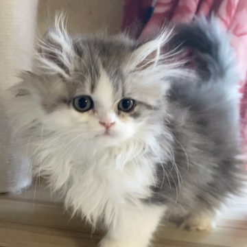 ペルシャ(チンチラ)【福岡県・男の子・2025年10月24日・ブルータビー&ホワイト】の写真「人懐っこいおとなしめな男の子」