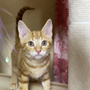 アメリカンショートヘア【福岡県・男の子・2025年8月13日・レッドタビー】の写真「綺麗な顔立ちの男の子」