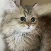 ペルシャ(チンチラ)