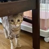 アメリカンショートヘア