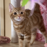 アメリカンショートヘア