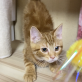 アメリカンショートヘア