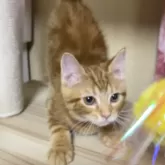 アメリカンショートヘア