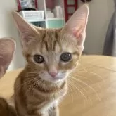 アメリカンショートヘア