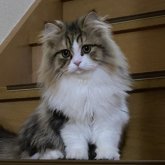 ペルシャ(チンチラ)
