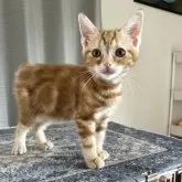 アメリカンショートヘア