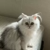 ペルシャ(チンチラ)