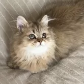 ペルシャ(チンチラ)