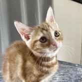 アメリカンショートヘア