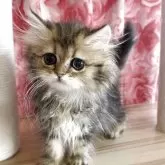 ペルシャ(チンチラ)