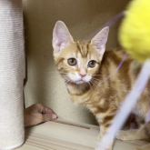 アメリカンショートヘア