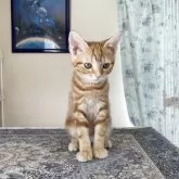 アメリカンショートヘア