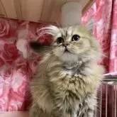 ペルシャ(チンチラ)