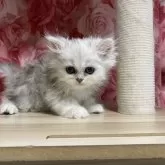 ペルシャ(チンチラ)