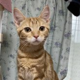 アメリカンショートヘア