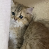 ペルシャ(チンチラ)